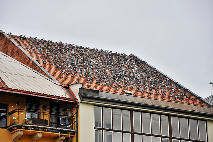 A2B Pest Control are able to install spikes to deter birds from roofs in North Finchley. 