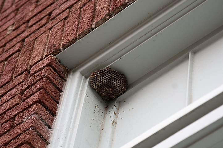 We provide a wasp nest removal service for domestic and commercial properties in North Finchley.